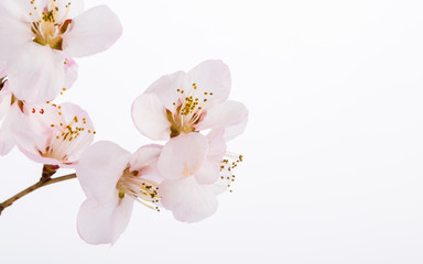 Obraz na płótnie Canvas Peach blossom flowers. Indoor, studio shot