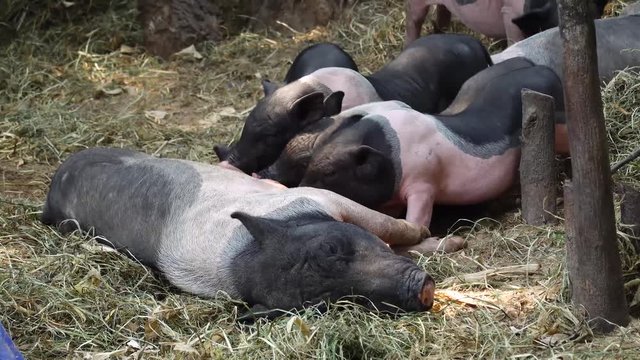 Pot belly piglets have breast feeding from their mom in the farm 