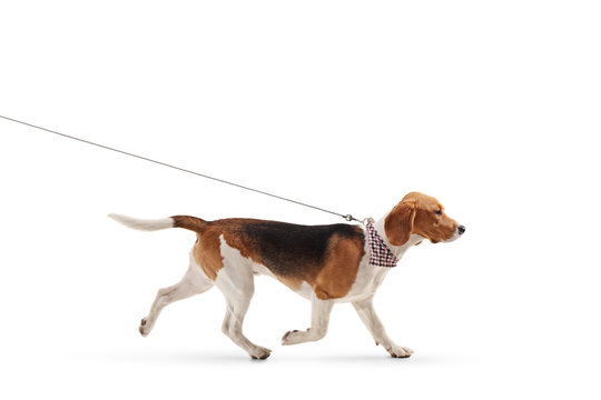 Beagle dog walking on a leash