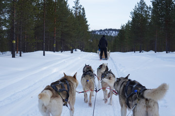 Finland; Husky's running in Lapland