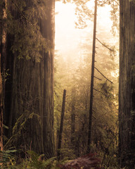 Travel explore Forest Redwood sunlight missed morning red Oak