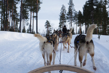 Fototapeta na wymiar Finland; Husky's running in Lapland