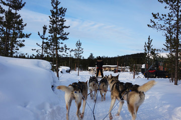 Finland; Husky's running in Lapland