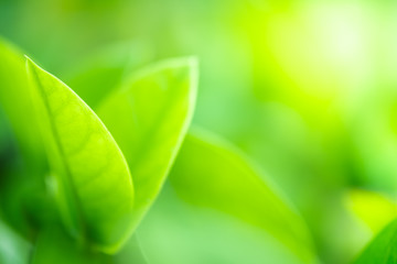 Close up beautiful view of nature green leaves on blurred greenery tree background with sunlight in public garden park. It is landscape ecology and copy space for wallpaper and backdrop.