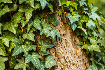 Ivy Covers Tree Trunk. Nature Abstract Background