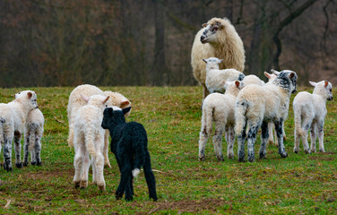 Fototapeta premium sheep and cute lambs