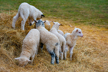 cute lambs close up