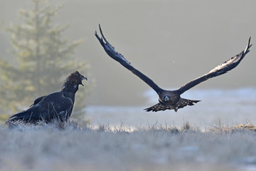 Golden Eagle couple