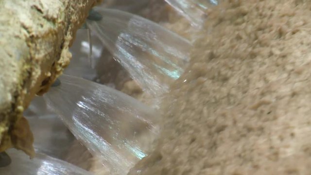 Pulp production. Washing and bleaching of wood pulp.  Production of offset white paper.  Washing of coniferous pulp 