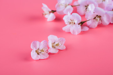 Fototapeta na wymiar Peach flowers. Peach blossom on a pink background