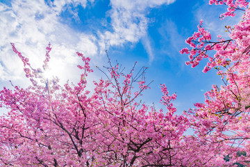 河津桜　静岡県賀茂郡南伊豆町　みなみの桜と菜の花まつり