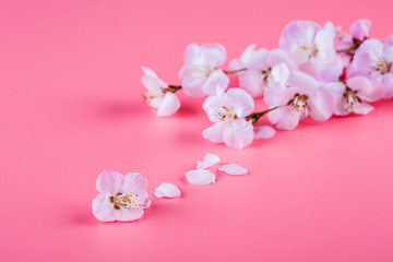 Fototapeta na wymiar Peach flowers. Peach blossom on a pink background