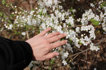 Hand berührt weiße Blüten am Baum