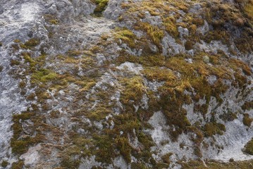 green gray moss texture on big stone