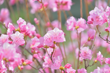Pink Rhododendron Flowers Background