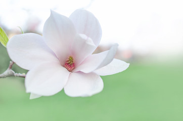 Magnolia Flower on Magnolia Tree.