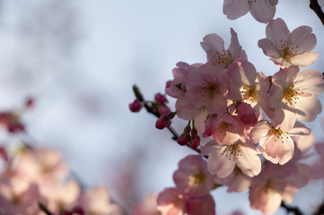 夕日に透ける櫻