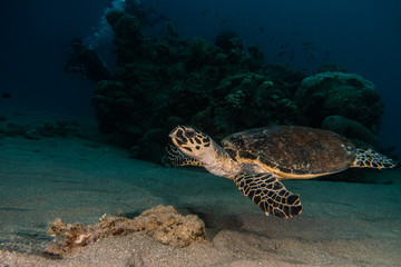 Obraz premium Hawksbill sea turtle in the Red Sea, dahab, blue lagoon sinai