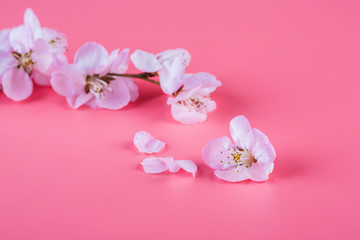 Peach flowers. Peach blossom on a pink background