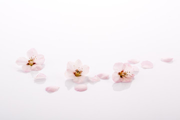 Fototapeta na wymiar Close-up of pink peach flowers on white background