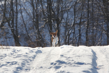 Portrait of a Beagle dog in winter, sunny day
