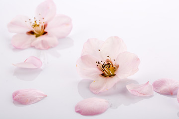 Fototapeta na wymiar Close-up of pink peach flowers on white background