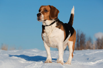 Portrait of a Beagle dog in winter, sunny day