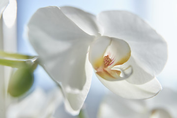 Plakat White orchids on sun light, the green bud, a new flower, a butterfly, macro, Phalaenopsis, Doritis, Grafia, Kingidium, Kingiella, Lesliea, Synadena, Stauroglottis, Stauritis, Polystylus, Polychilos