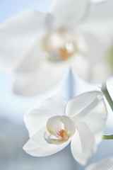 Obraz na płótnie Canvas White orchids on sun light, the green bud, a new flower, a butterfly, macro, Phalaenopsis, Doritis, Grafia, Kingidium, Kingiella, Lesliea, Synadena, Stauroglottis, Stauritis, Polystylus, Polychilos