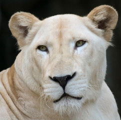 A Portrait of a White Southern African Lion Female