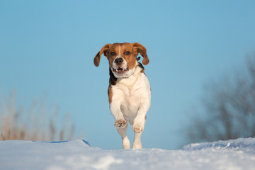 Portrait of a Beagle dog in winter, sunny day