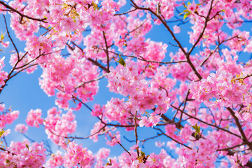 河津桜　静岡県賀茂郡河津町　河津桜まつり