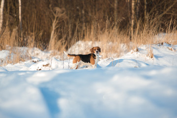 Portrait of a Beagle dog in winter, sunny day