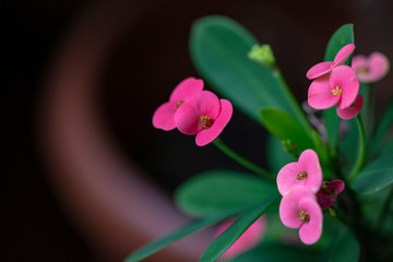 flowers on black background
