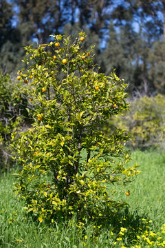 orange tree with flower ovary on a branch in the gardens of cyprus in spring