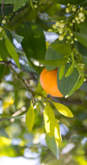 Tangerines growing on a tree, in spring, in tangerine gardens