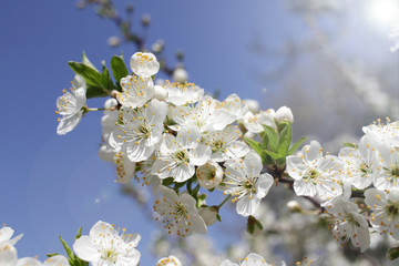 Spring blossom background. Beautiful blooming tree and sun flare. Sunny day. Spring flowers. Beautiful Orchard. Springtime. Orchard blossoms. Blooming tree and bees.