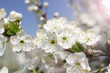 Spring blossom background. Beautiful blooming tree and sun flare. Sunny day. Spring flowers. Beautiful Orchard. Springtime. Orchard blossoms. Blooming tree and bees.