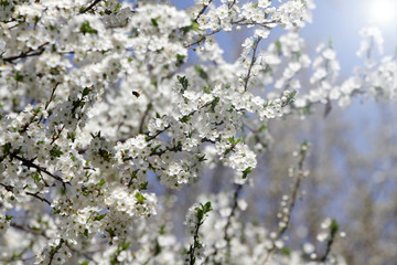 Fototapeta premium Spring blossom background. Beautiful blooming tree and sun flare. Sunny day. Spring flowers. Beautiful Orchard. Springtime. Orchard blossoms. Blooming tree and bees.
