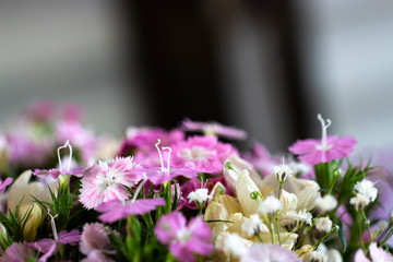 flowers in the garden
