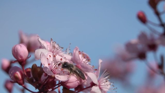 Wildbiene an Zierbaum im Moseltal