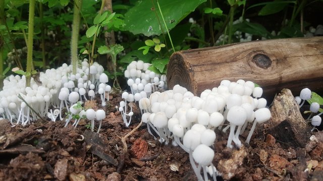 Honguitos bichitos zetas hongos