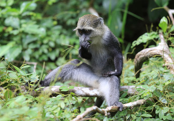 wild monkey eat green leafs