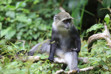 monkey in sit on tree green jungle
