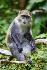 monkey sit on tree branch in forest