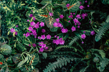 Closeup green leaf soft leaves