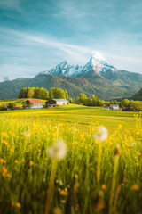 Idyllic landscape in the Alps with blooming meadows in springtime