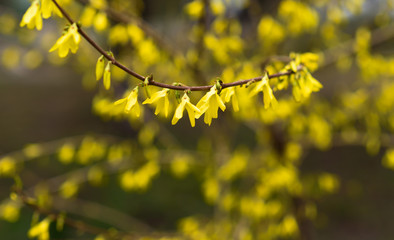 Close up of the yellow flowers of forsythia