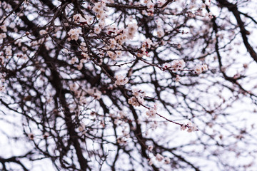 Close-up of first gentle white flowers blooming cherry branch. Selective focus. Spring concept.