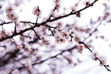 Obraz premium Close-up of first gentle white flowers blooming cherry branch. Selective focus. Spring concept.